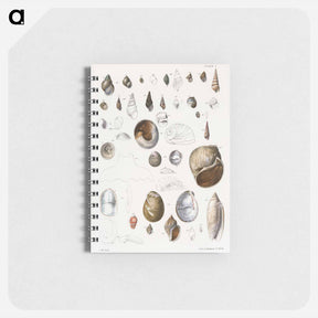 アートメモ帳-Different types of seashells illustration from Zoology of New York by James Ellsworth De Kay - ニューヨークの動物学 Memo.