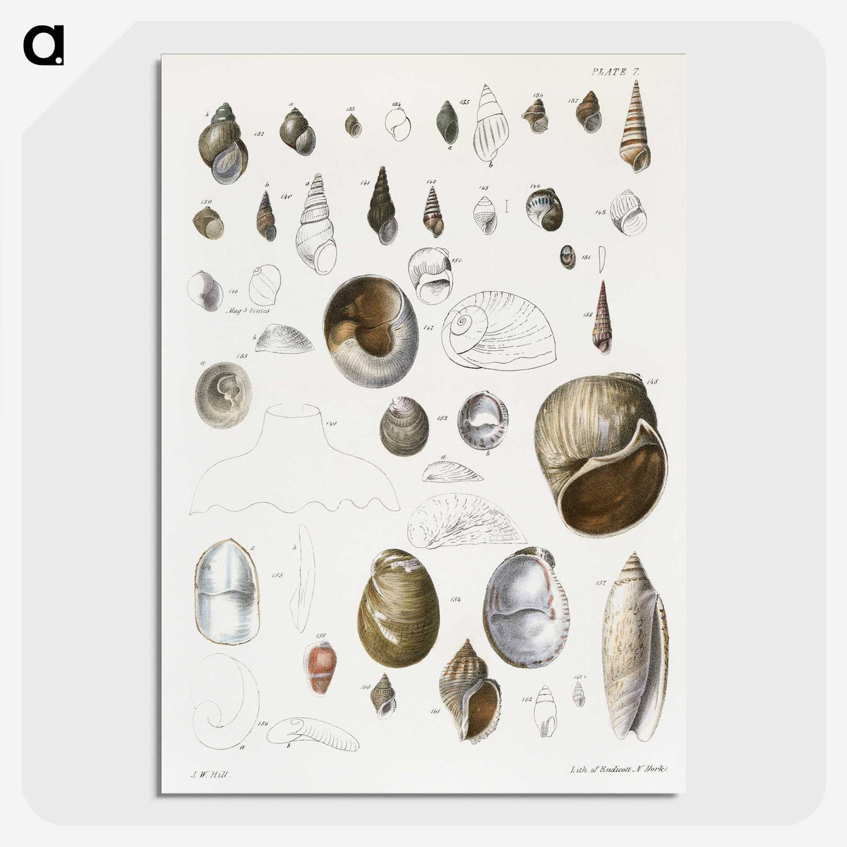 1-23_Zoology-of-New-York_picture-crop