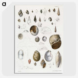 1-23_Zoology-of-New-York_picture-crop