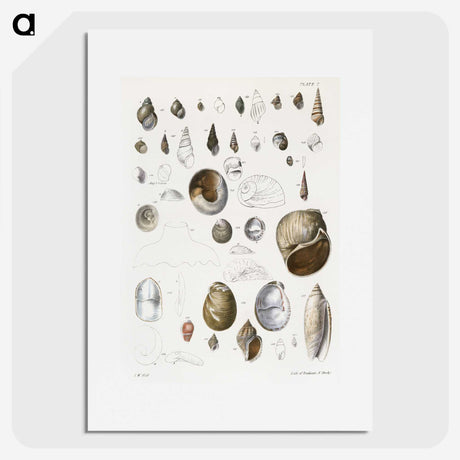 1-23_Zoology-of-New-York_picture