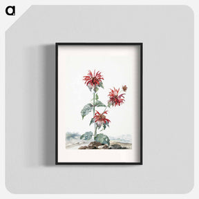 アートポスター-A Red Bergamot in a Landscape - アールト シューマン Poster.