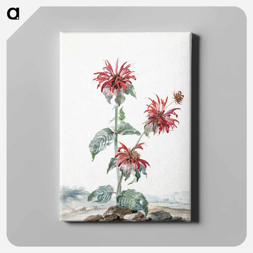 A Red Bergamot in a Landscape - アールト シューマン Canvas.