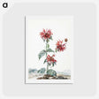 アートポストカード-A Red Bergamot in a Landscape - アールト シューマン Postcard.