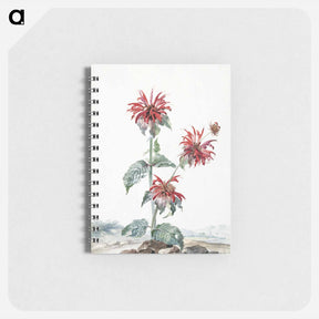 アートメモ帳-A Red Bergamot in a Landscape - アールト シューマン Memo.