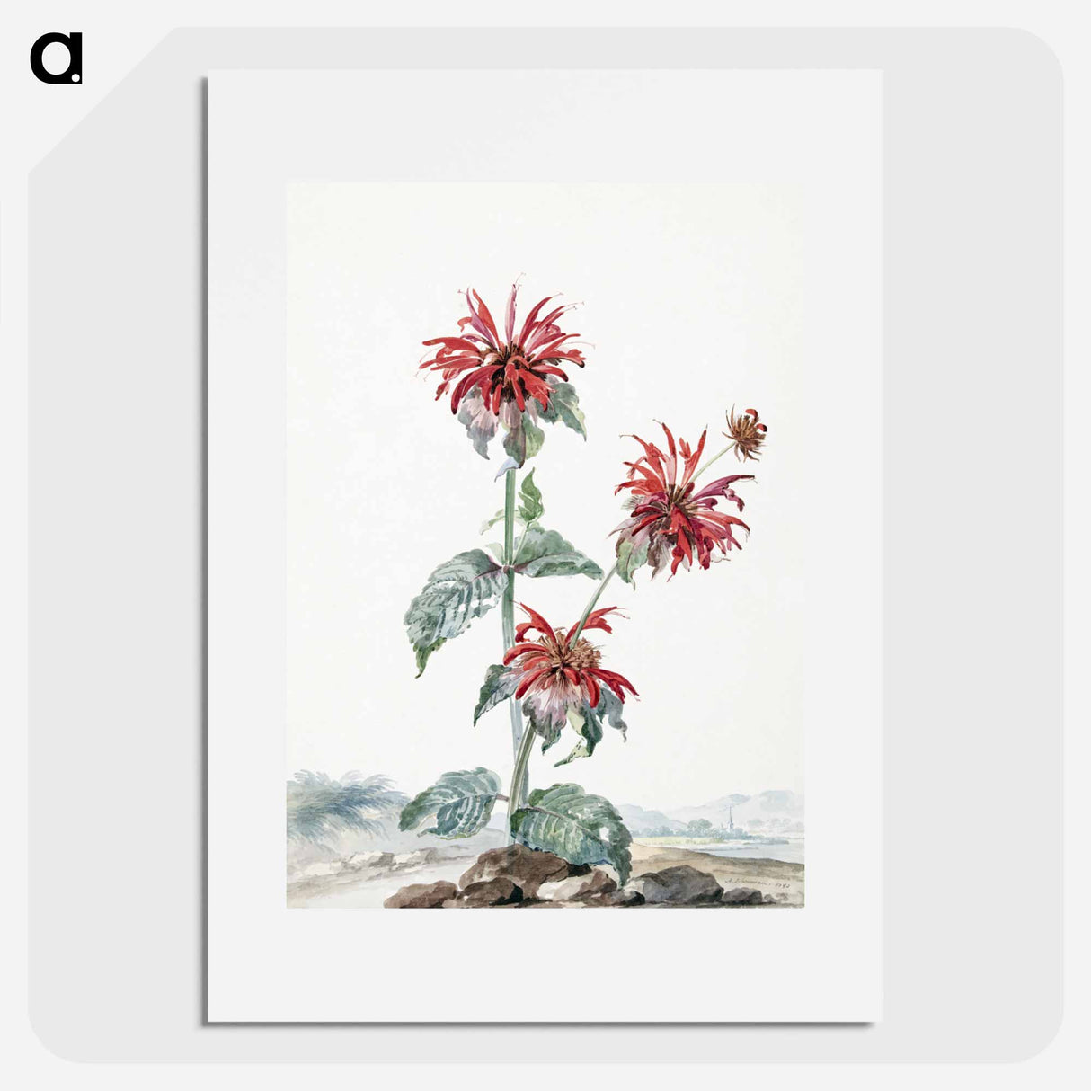 A Red Bergamot in a Landscape - アールト シューマン Poster.