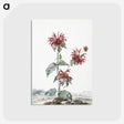1-24_Aert-Schouman_postcard