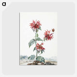 A Red Bergamot in a Landscape - アールト シューマン Postcard.