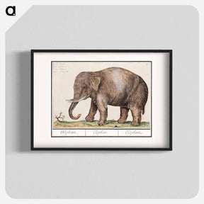 アートポスター-Asian elephant - アンセルムス ボエティウス デ ブート Poster.