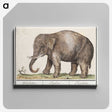 1-24_Anselmus-Boetius-de-Boodt_canvas