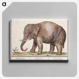 Asian elephant - アンセルムス ボエティウス デ ブート Canvas.