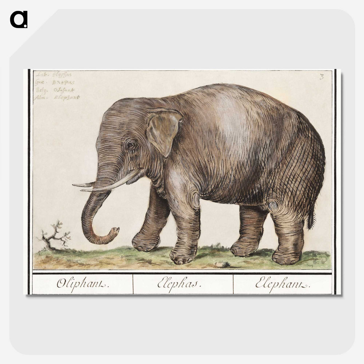 1-24_Anselmus-Boetius-de-Boodt_picture-crop