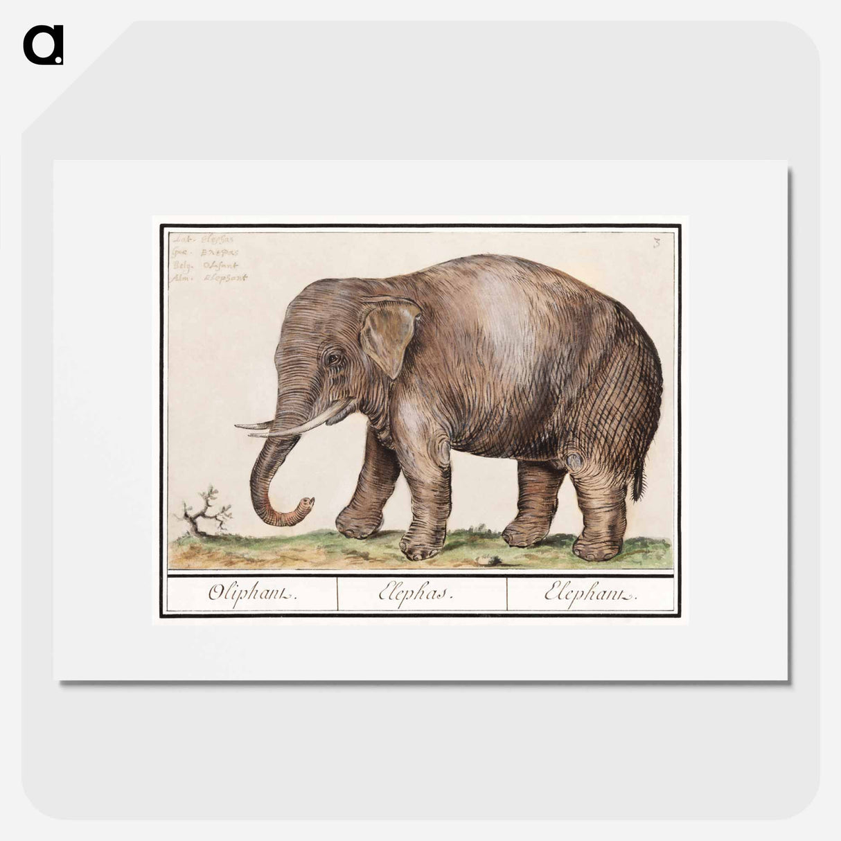Asian elephant - アンセルムス ボエティウス デ ブート Poster.