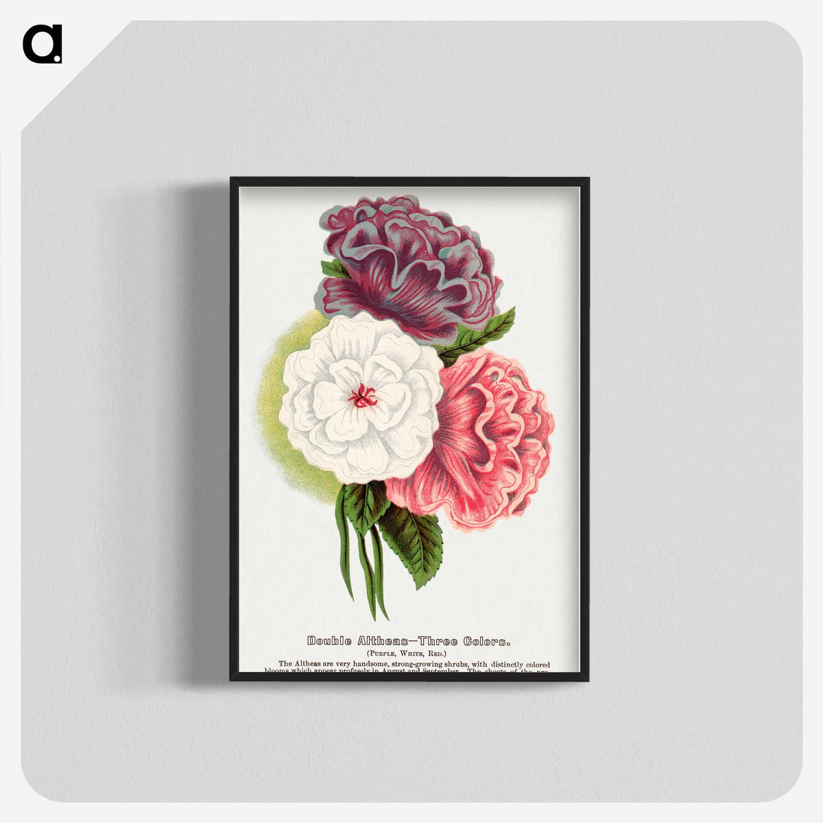 1-24_Botanical-Specimen-Plates_blk-crop