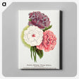 1-24_Botanical-Specimen-Plates_canvas