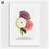 1-24_Botanical-Specimen-Plates_picture