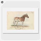 1-24_Charles-Hamilton-Smith_picture