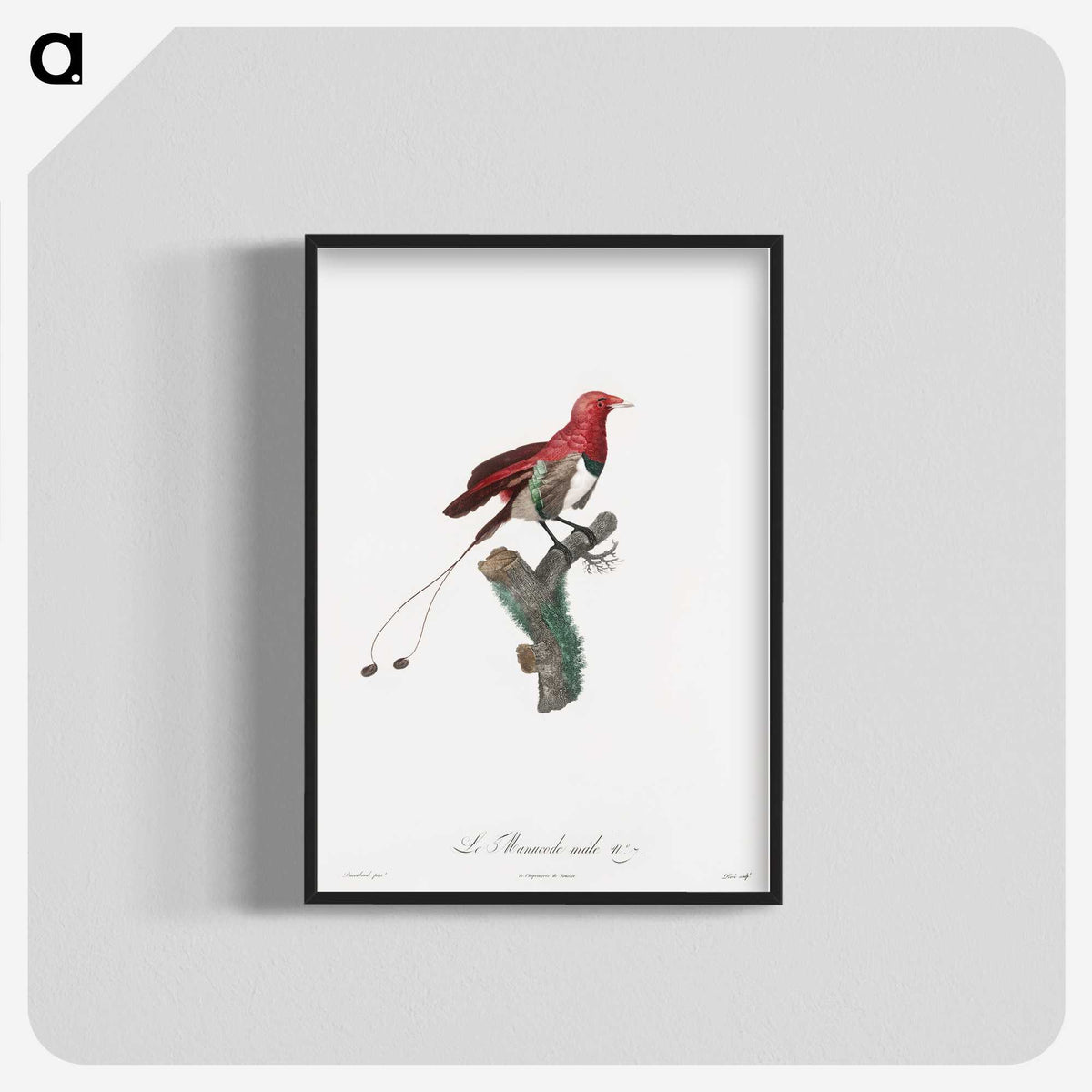 1-24_Des-Oiseaux-de-Paradis_blk-crop