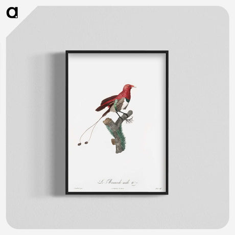 1-24_Des-Oiseaux-de-Paradis_blk-crop