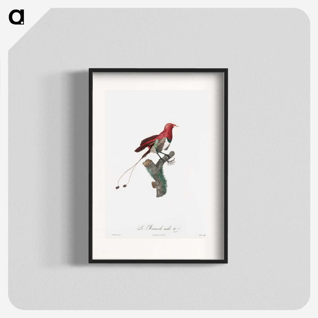 1-24_Des-Oiseaux-de-Paradis_blk