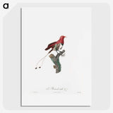 1-24_Des-Oiseaux-de-Paradis_picture