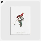 1-24_Des-Oiseaux-de-Paradis_postcard