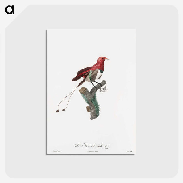 1-24_Des-Oiseaux-de-Paradis_postcard