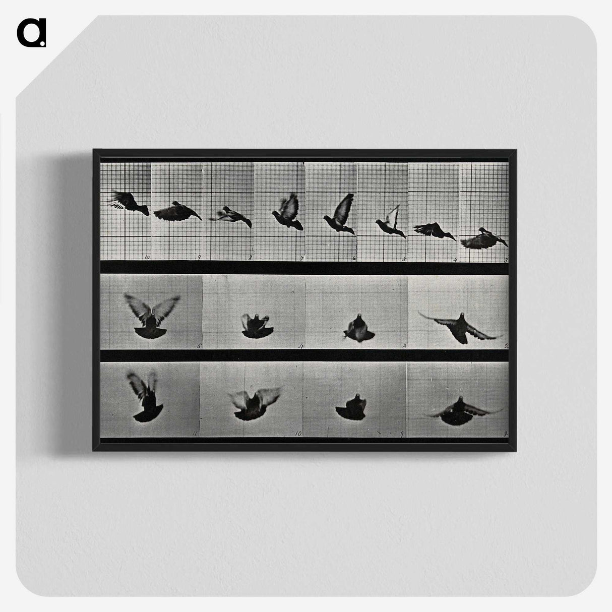 1-24_Eadweard-Muybridge_blk-crop