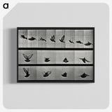 1-24_Eadweard-Muybridge_blk-crop