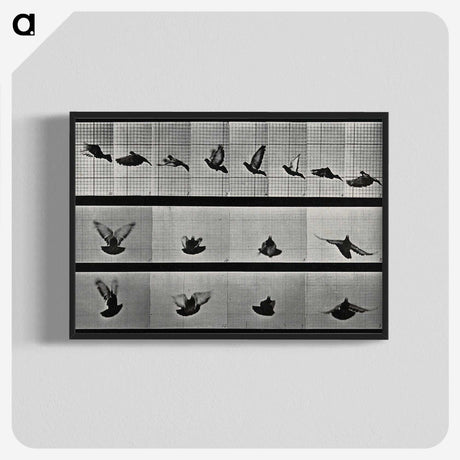 1-24_Eadweard-Muybridge_blk-crop