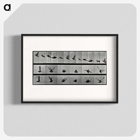 1-24_Eadweard-Muybridge_blk