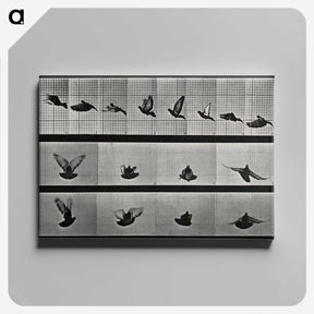 1-24_Eadweard-Muybridge_canvas