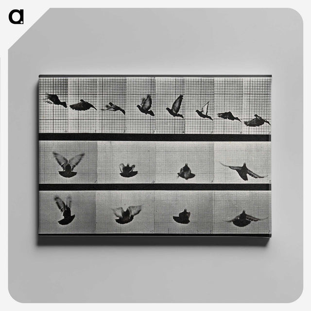1-24_Eadweard-Muybridge_canvas