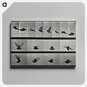 アートパネル-Flying Cockatoo
 - エドワード マイブリッジ Canvas.