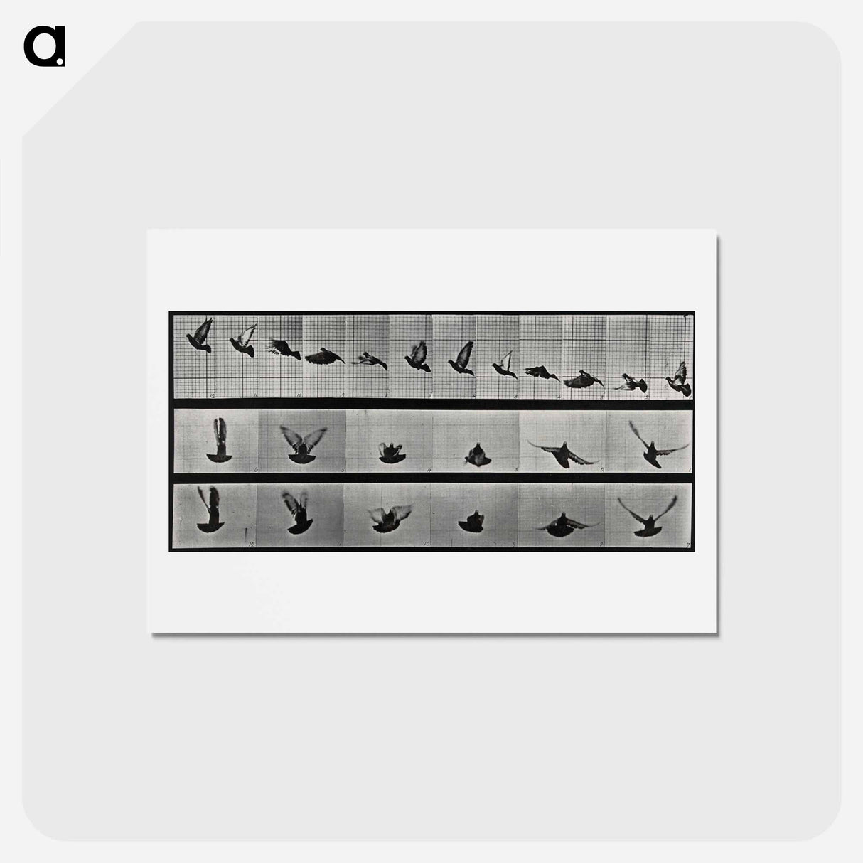 アートポストカード-Flying Cockatoo
 - エドワード マイブリッジ Postcard.