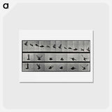 アートポストカード-Flying Cockatoo
 - エドワード マイブリッジ Postcard.