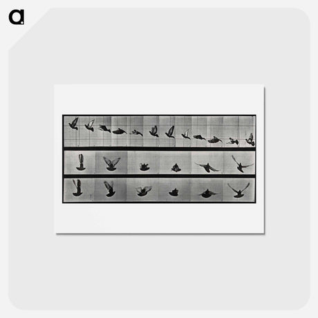 アートポストカード-Flying Cockatoo
 - エドワード マイブリッジ Postcard.