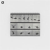 1-24_Eadweard-Muybridge_memo