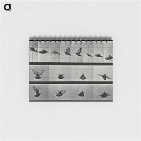 1-24_Eadweard-Muybridge_memo
