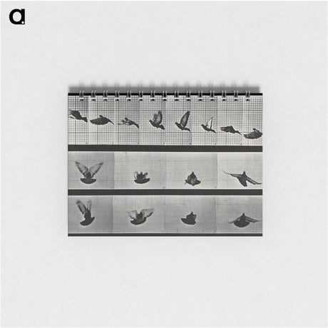 1-24_Eadweard-Muybridge_memo