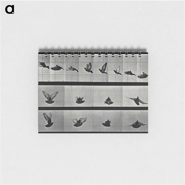1-24_Eadweard-Muybridge_memo
