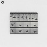 アートメモ帳-Flying Cockatoo
 - エドワード マイブリッジ Memo.