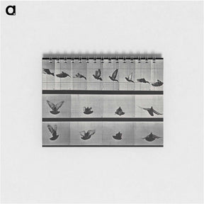 アートメモ帳-Flying Cockatoo
 - エドワード マイブリッジ Memo.
