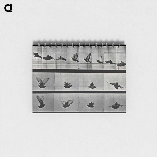アートメモ帳-Flying Cockatoo
 - エドワード マイブリッジ Memo.