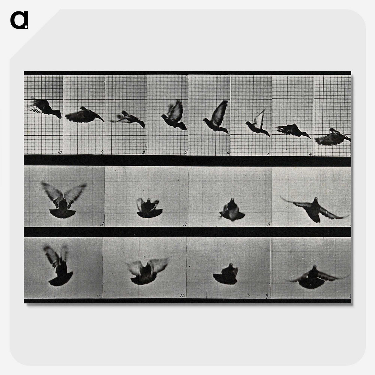 1-24_Eadweard-Muybridge_picture-crop