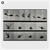 1-24_Eadweard-Muybridge_picture-crop