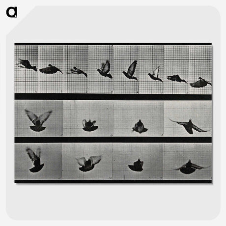 1-24_Eadweard-Muybridge_picture-crop