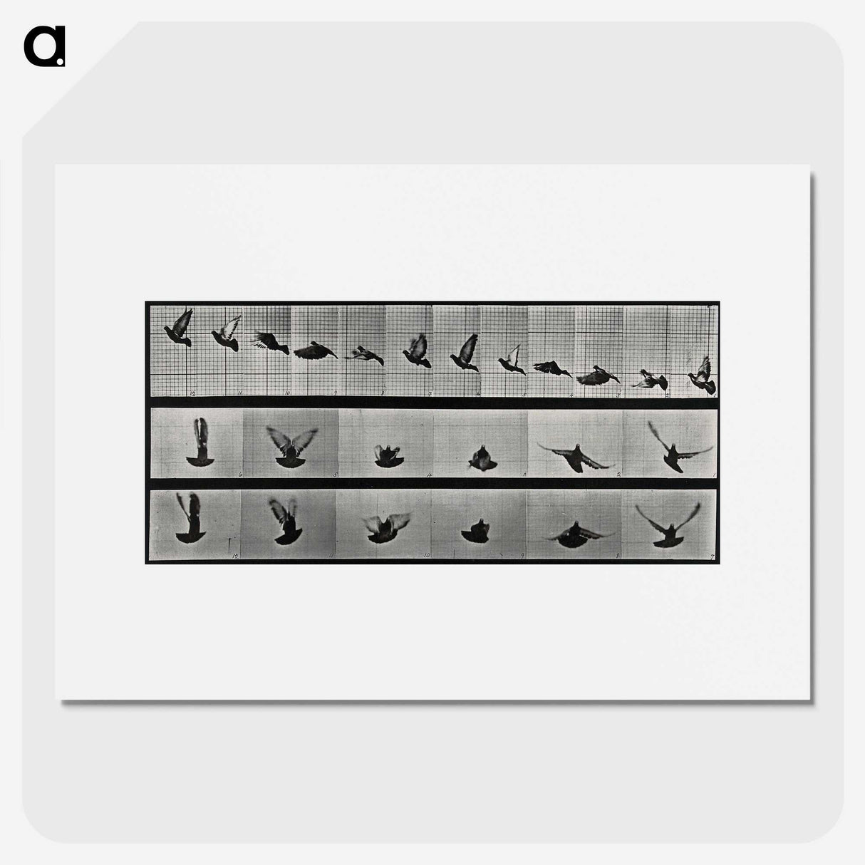 1-24_Eadweard-Muybridge_picture