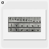 1-24_Eadweard-Muybridge_picture