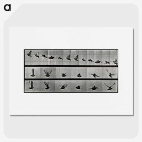 1-24_Eadweard-Muybridge_picture