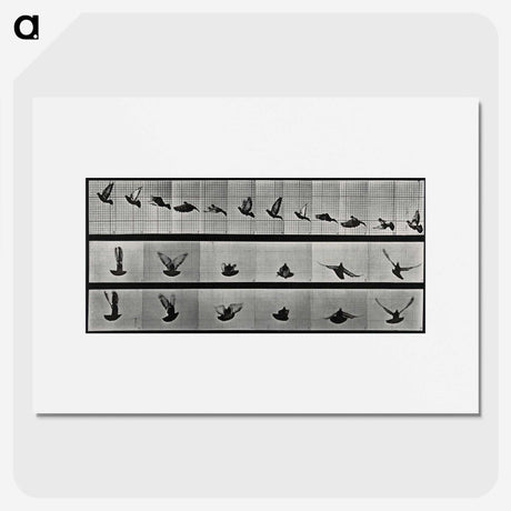 1-24_Eadweard-Muybridge_picture